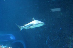 Haie Haifisch Fehmarn